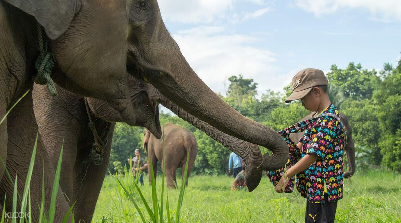 和大象親密接觸,導遊會向你介紹大象的生活方式 和大象親密接觸,導遊會向你介紹大象的生活方式