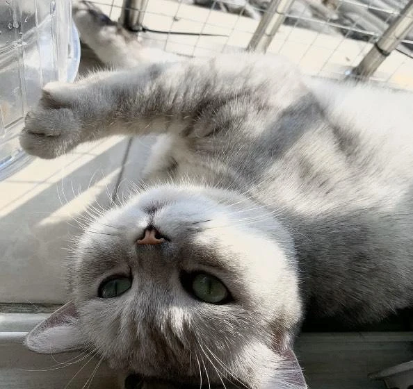 料理貓王@小紅書