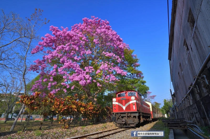 Photo／臉書粉絲專頁「漫步在雲端的阿里山」授權提供