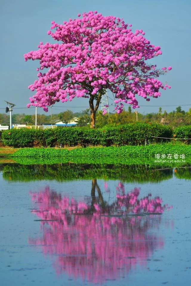 Photo／臉書粉絲專頁「漫步在雲端的阿里山」授權提供