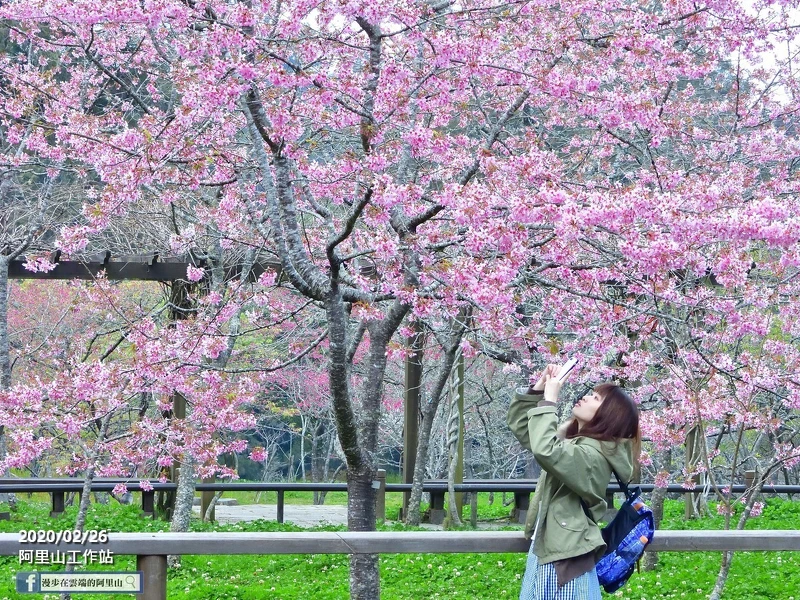 Photo／臉書粉絲專頁「漫步在雲端的阿里山」授權提供