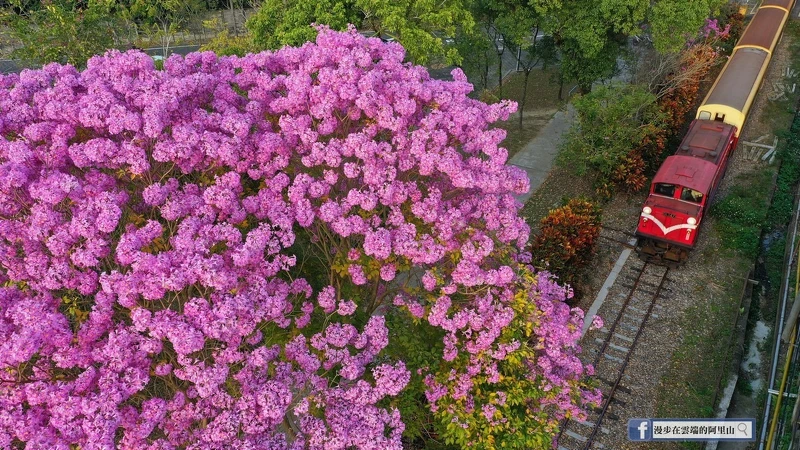 Photo／臉書粉絲專頁「漫步在雲端的阿里山」授權提供