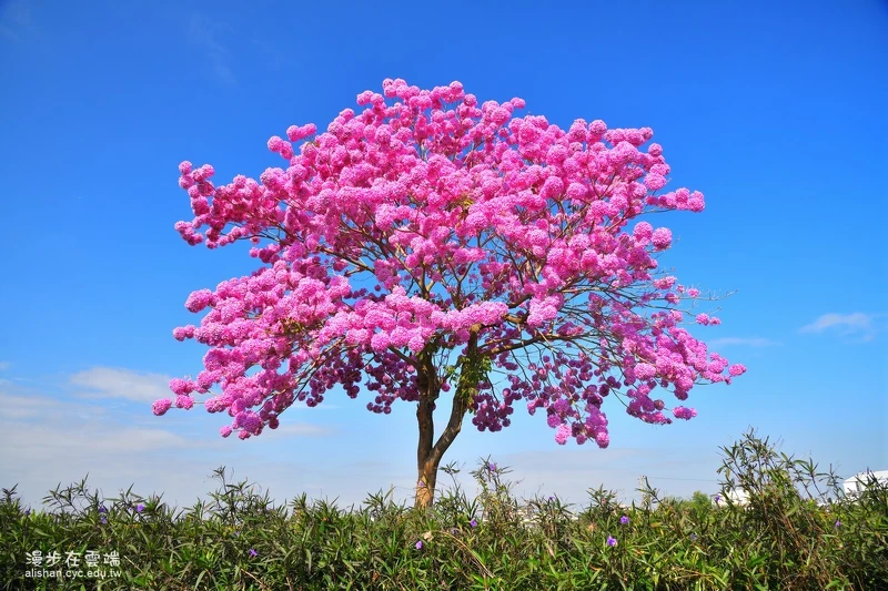 Photo／臉書粉絲專頁「漫步在雲端的阿里山」授權提供