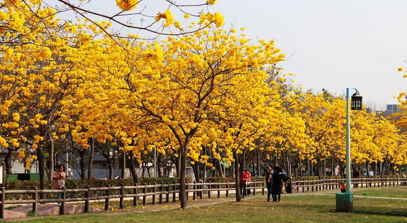 圖片來源：facebook｜廍子公園