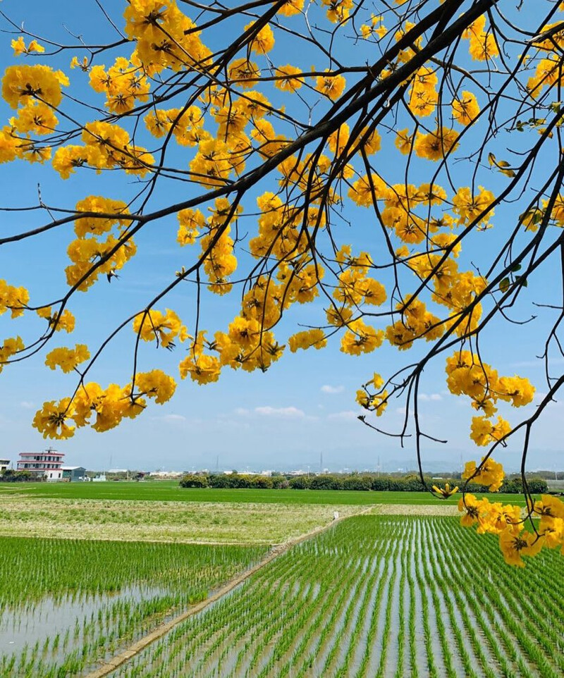 圖片來源：instagram｜taiwan_gooo_oood