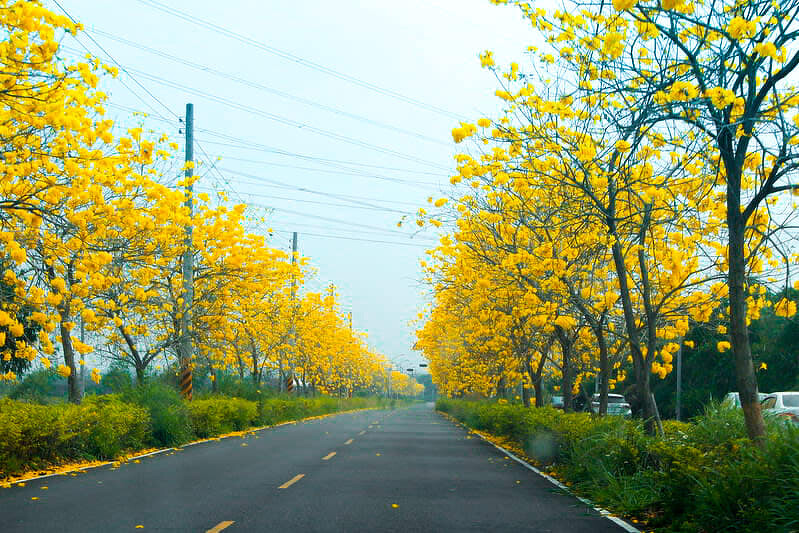 圖片來源：flickr｜Chi-Hung Lin