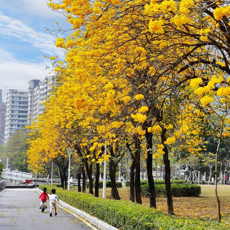 圖片來源：instagram｜im_funnylemon