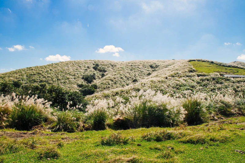 擎天崗的芒草季景色。圖片來源：flickr CC / Paul Chan