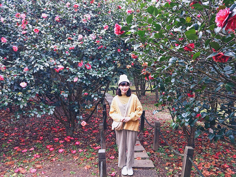 花卉試驗中心的茶花景色。圖片來源： IG @happyabby_ 授權