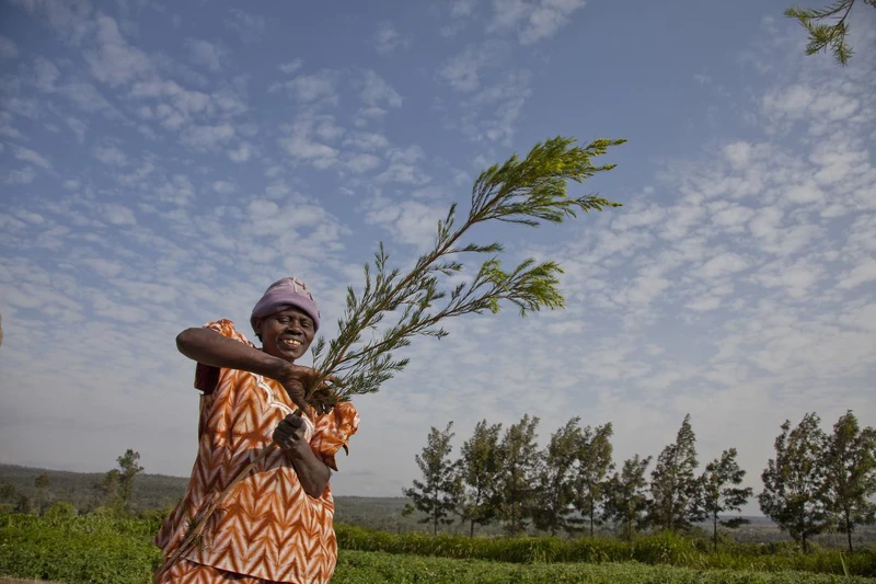 THE BODY SHOP茶樹精油蘊含來自肯亞社區公平交易的茶樹萃取 THE BODY SHOP茶樹精油蘊含來自肯亞社區公平交易的茶樹萃取