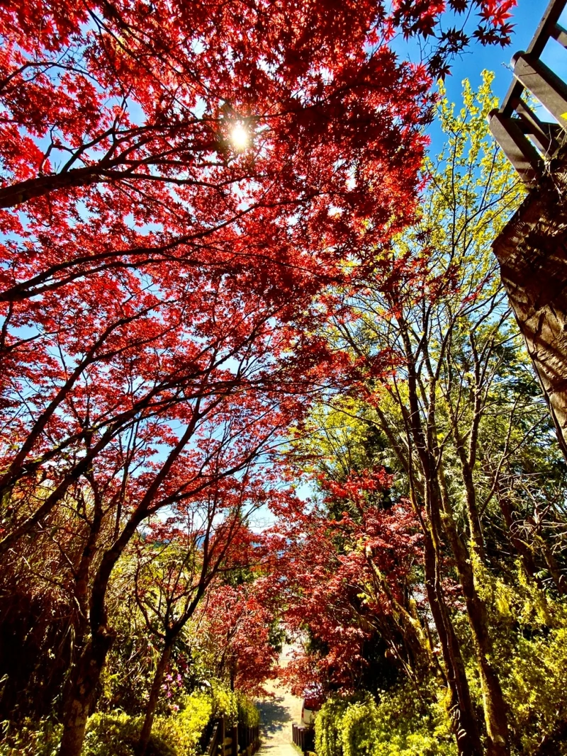 火紅的「紫葉槭」與一旁的綠樹成了強烈對比 火紅的「紫葉槭」與一旁的綠樹成了強烈對比