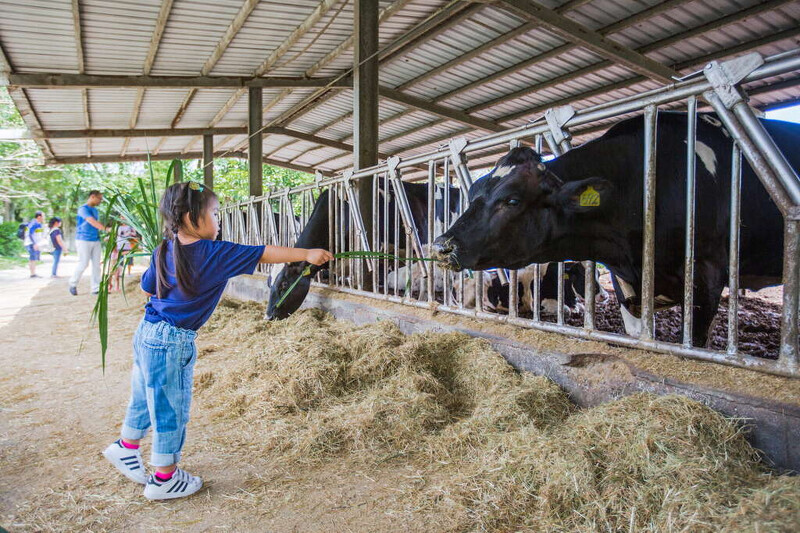圖片來源:花東縱谷國家風景區 開放公眾引用 圖片來源:花東縱谷國家風景區 開放公眾引用