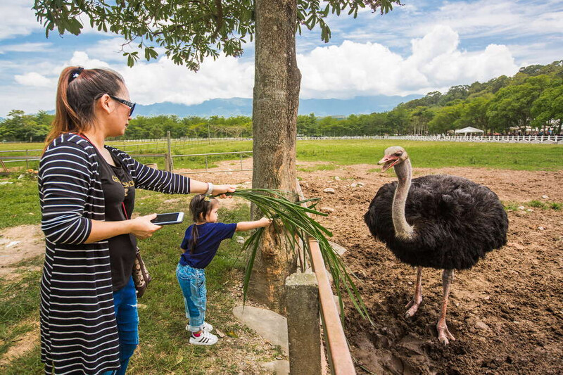 圖片來源:花東縱谷國家風景區 開放公眾引用 圖片來源:花東縱谷國家風景區 開放公眾引用