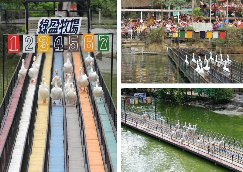 圖片來源:綠盈牧場 授權KLOOK轉載 圖片來源:綠盈牧場 授權KLOOK轉載