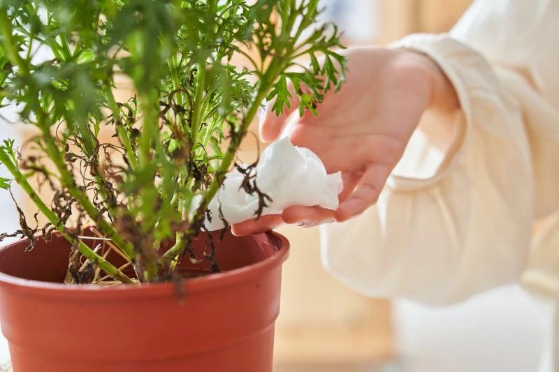 NAVEEN面膜採用100%純有機棉，經認證可在大自然中分解，不僅友善土地更促進健康的產業環境