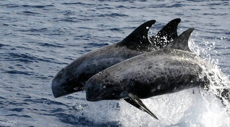 在花蓮港與當地漁民尋找鯨魚蹤跡。Source: KLOOK 在花蓮港與當地漁民尋找鯨魚蹤跡。Source: KLOOK