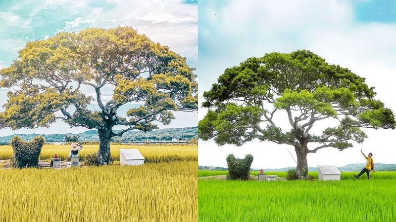 Photo／IG@gominkin、qiuung授權提供