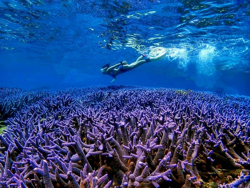 Photo/IG@saekodive_global授權提供 Photo/IG@saekodive_global授權提供