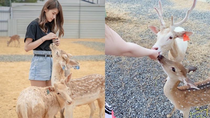 Photo/鹿粼梅花鹿園區 Photo/鹿粼梅花鹿園區