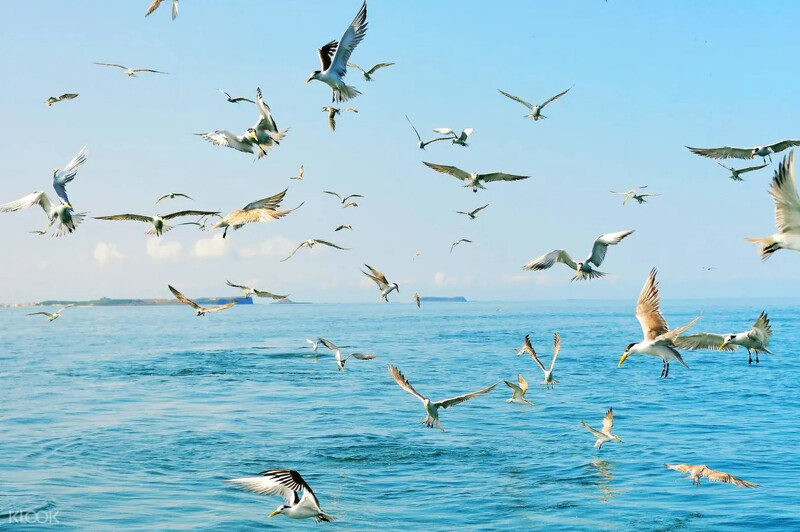 龍蝦島旅程，帶你前往雞善嶼餵食海鷗。Source: KLOOK