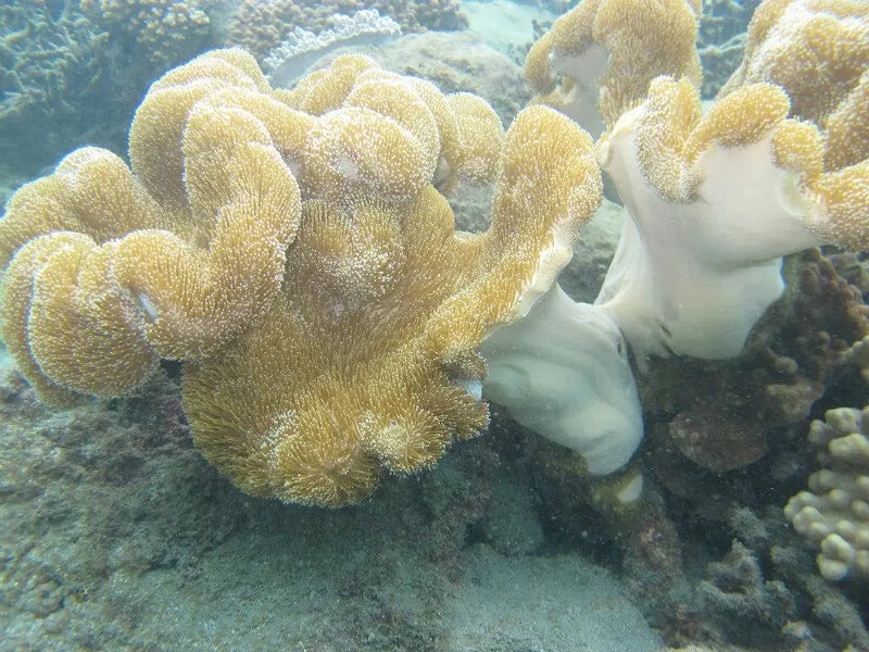 七美島浮潛。圖片來源：KLOOK