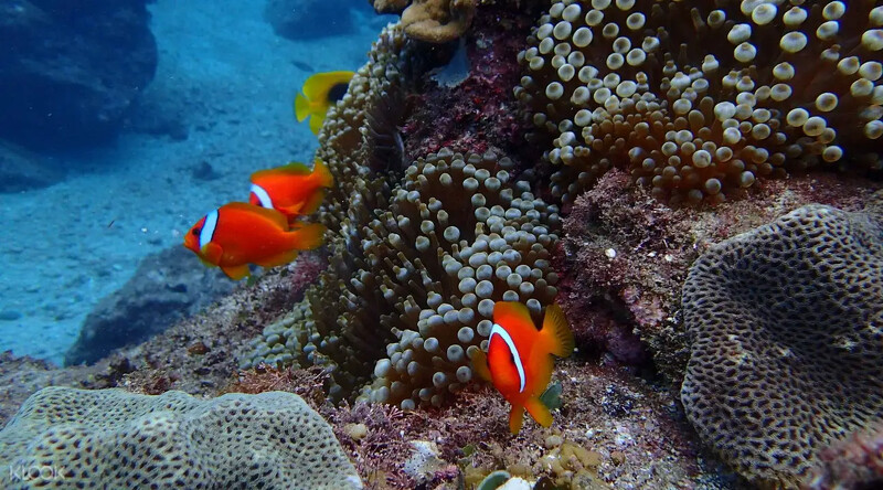 蘭嶼未受到污染，海底生態很豐富。圖片來源：KLOOK