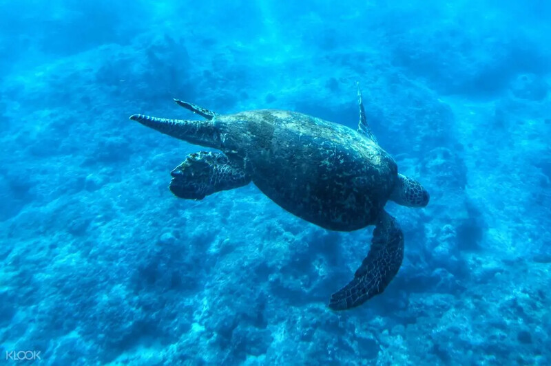 讓毛小孩與海底世界的孩子初次見面。Source: KLOOK