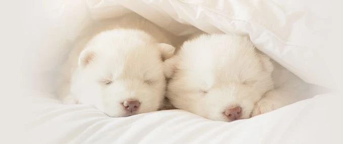 圖片來源:3M官網 圖片來源:3M官網