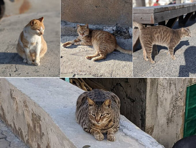 Source: IG @fukuneko_tw 授權KLOOK轉載 Source: IG @fukuneko_tw 授權KLOOK轉載