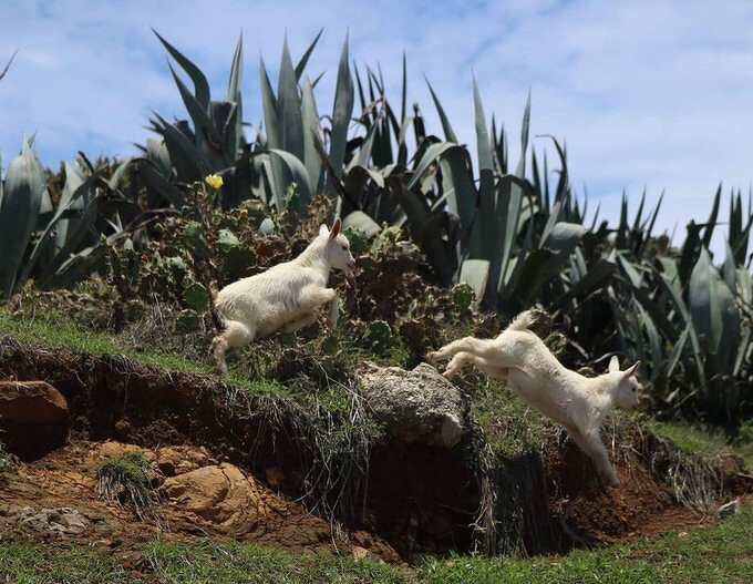 澎湖 虎井嶼Source: IG @yuchien_sung 授權KLOOK轉載 澎湖 虎井嶼Source: IG @yuchien_sung 授權KLOOK轉載