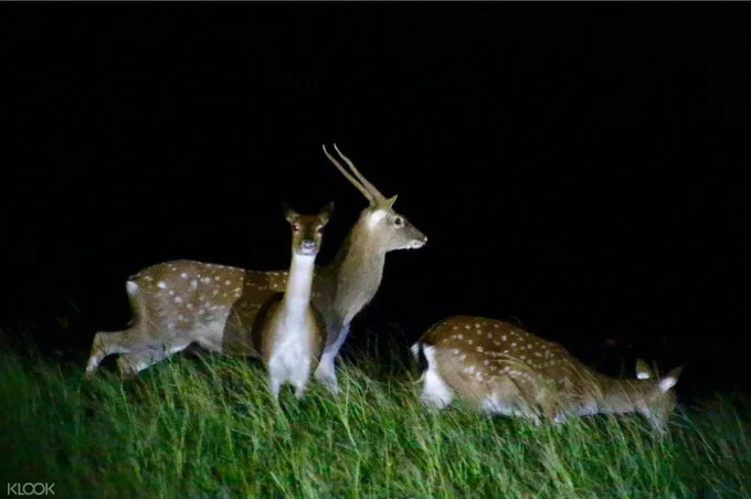 墾丁龍磐草原生態探索，生態解說南台灣的動植物。Source: KLOOK