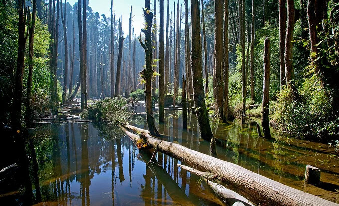 杉林溪忘憂森林一日遊-忘憂森林。Source: KLOOK