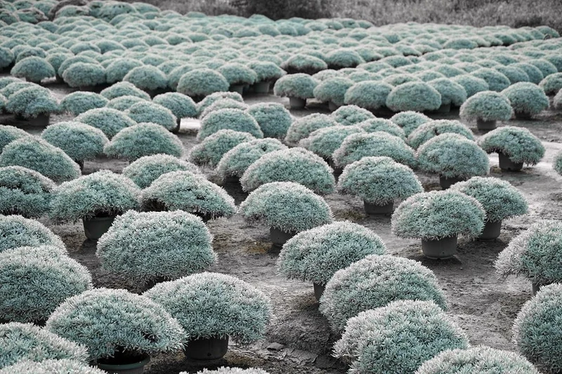 Photo/IG@beckhamhong66 授權提供 Photo/IG@beckhamhong66 授權提供