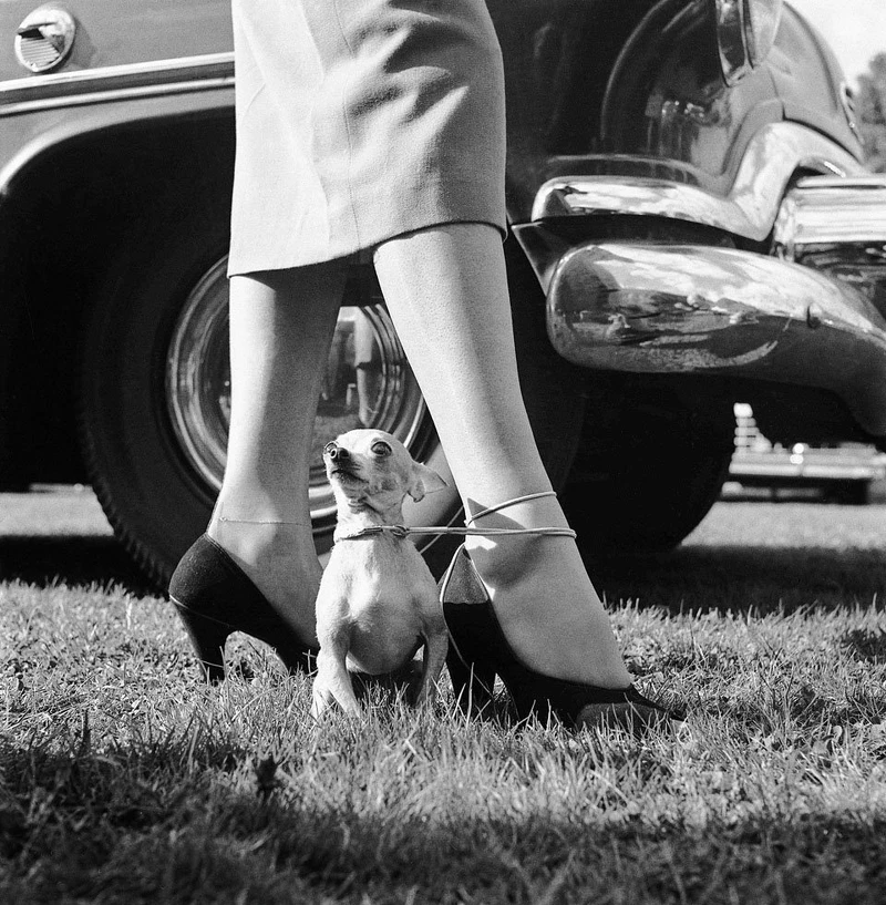 ©Estate of Walter Chandoha ©Estate of Walter Chandoha