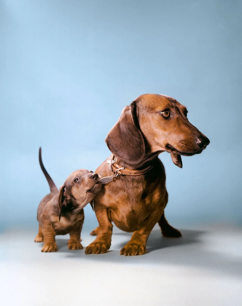 ©Estate of Walter Chandoha ©Estate of Walter Chandoha