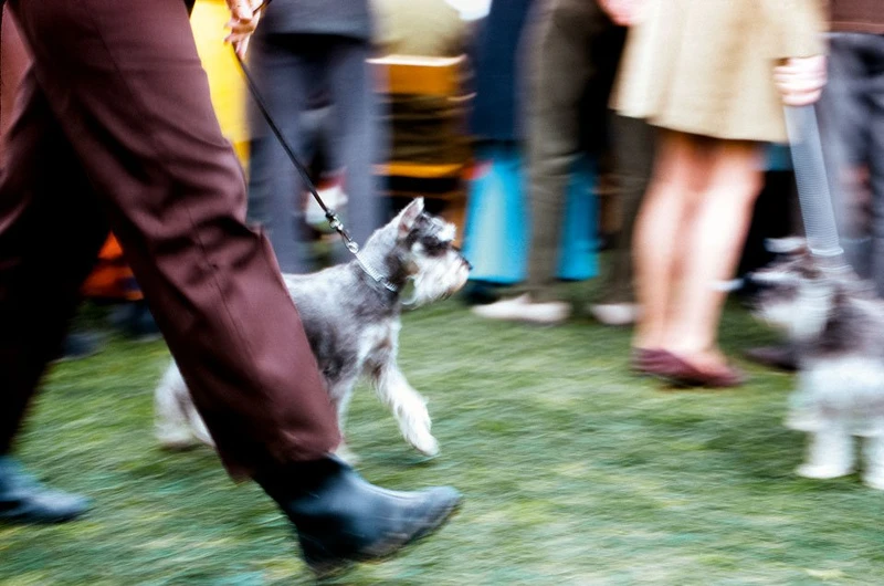 ©Estate of Walter Chandoha ©Estate of Walter Chandoha