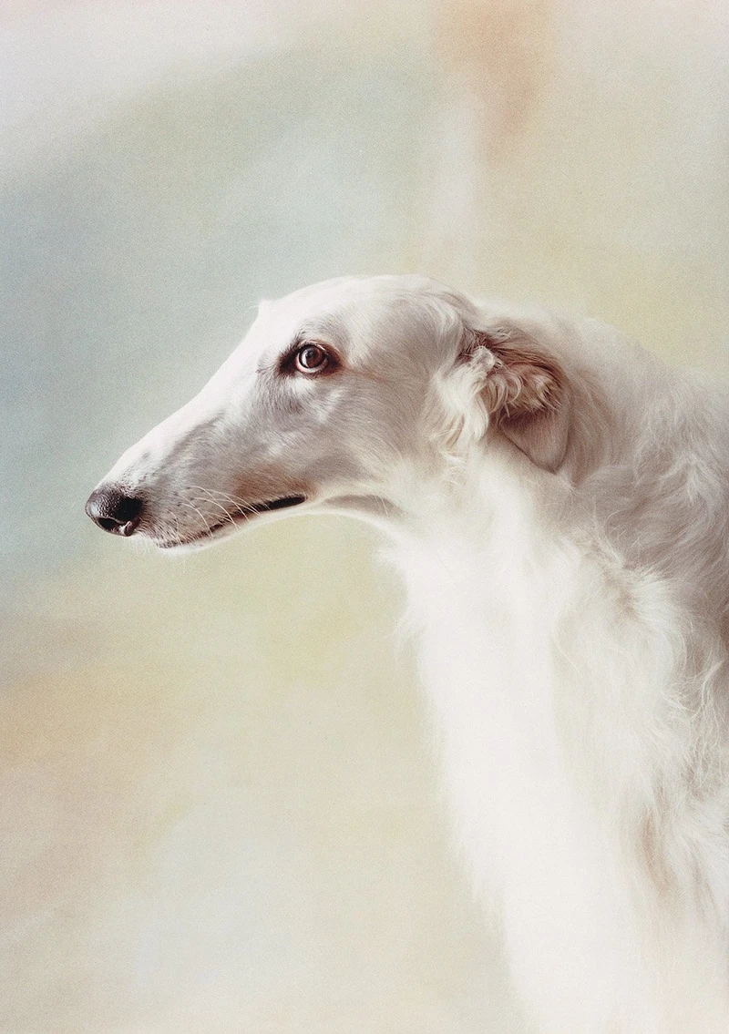 Alen MacWeeney, 1998, Courtesy of the artist. Alen MacWeeney, 1998, Courtesy of the artist.