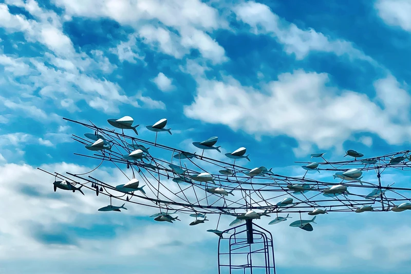 飛魚來了 飛魚來了