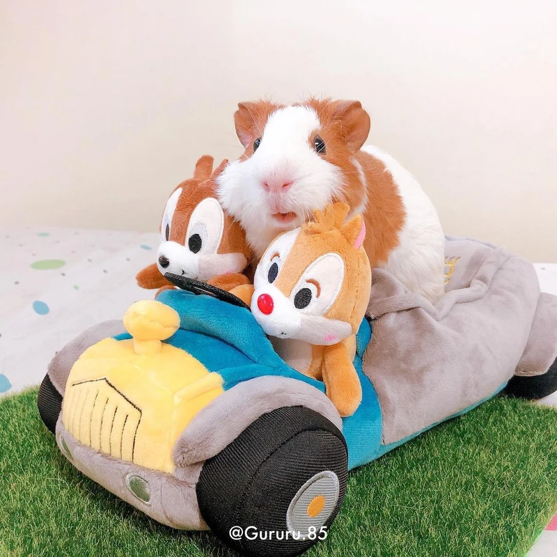 IG@gururu.85萌萌小咕嚕 IG@gururu.85萌萌小咕嚕