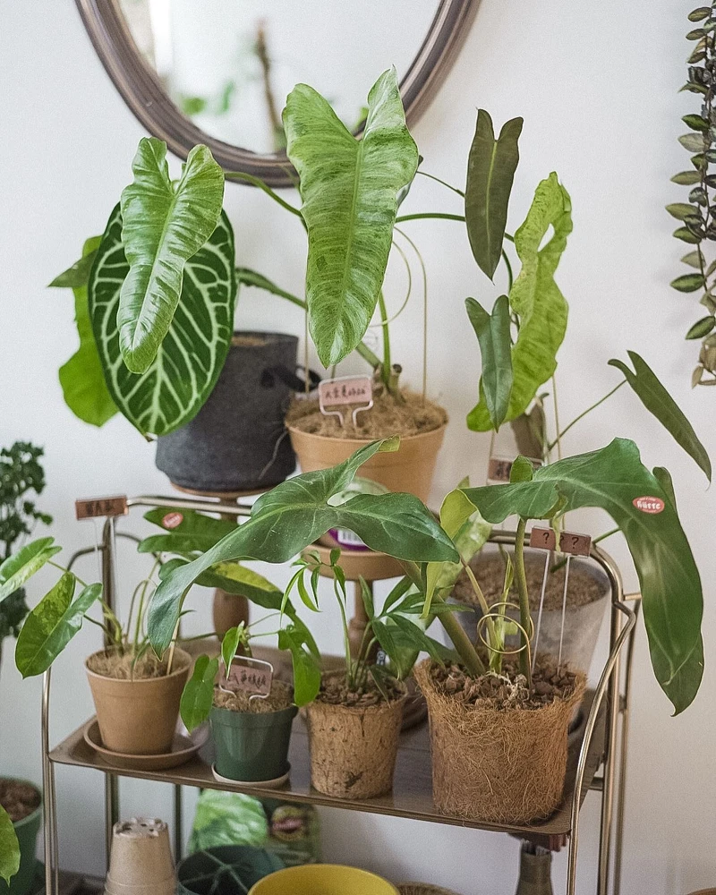 盆栽可以親自搭配選購盆器。 盆栽可以親自搭配選購盆器。