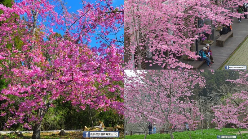 「漫步在雲端的阿里山授權」臉書粉絲團授權 「漫步在雲端的阿里山授權」臉書粉絲團授權
