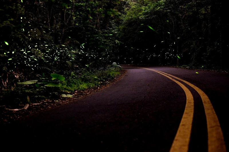 網友Wei Ting授權提供 網友Wei Ting授權提供