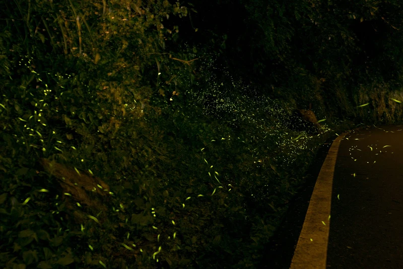 Photo/花東縱谷國家風景區管理處 Photo/花東縱谷國家風景區管理處