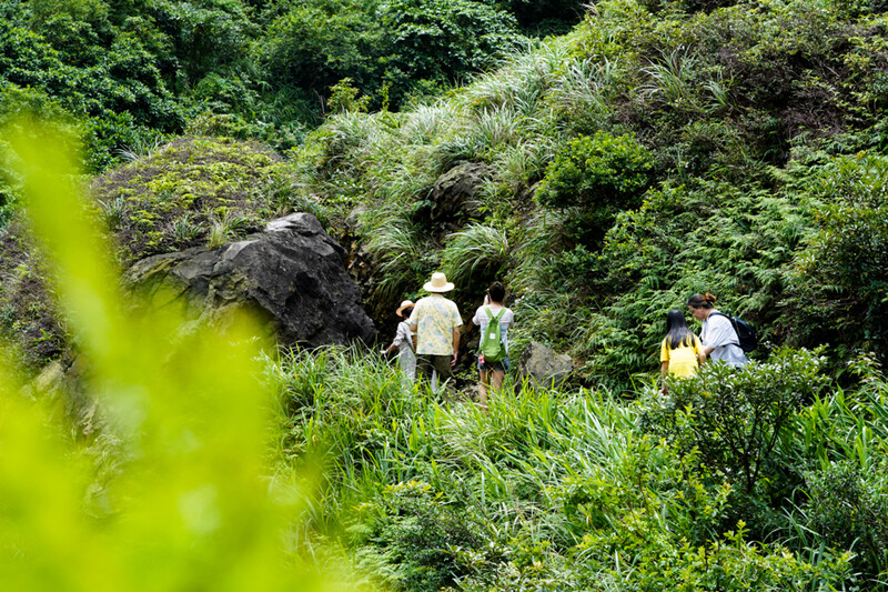 走在山林小徑採集蕨類、搭配鮮嫩花材。 走在山林小徑採集蕨類、搭配鮮嫩花材。