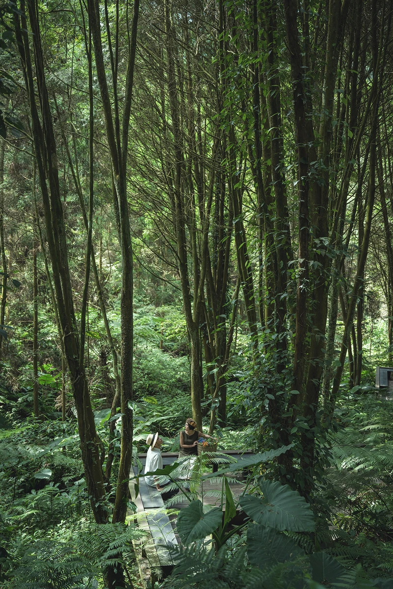 漫步於茂林國家森林園區。 漫步於茂林國家森林園區。