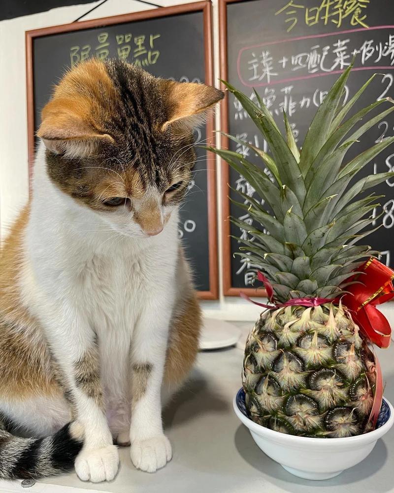 ▲店貓小花超萌！（圖 / 無一物海產粥授權使用）