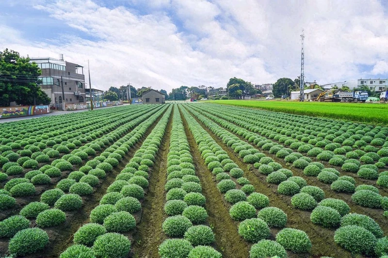 IG@beckhamhong66 授權提供