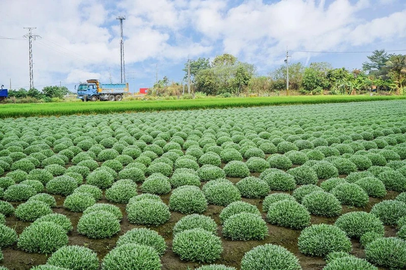 IG@beckhamhong66 授權提供