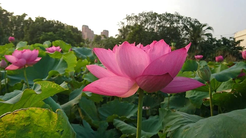 蓮荷園休閒農場