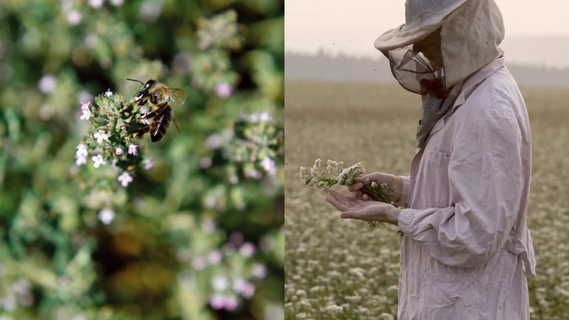 蜜蜂採集有機百里香花蜜(圖/蜜葳特提供)
